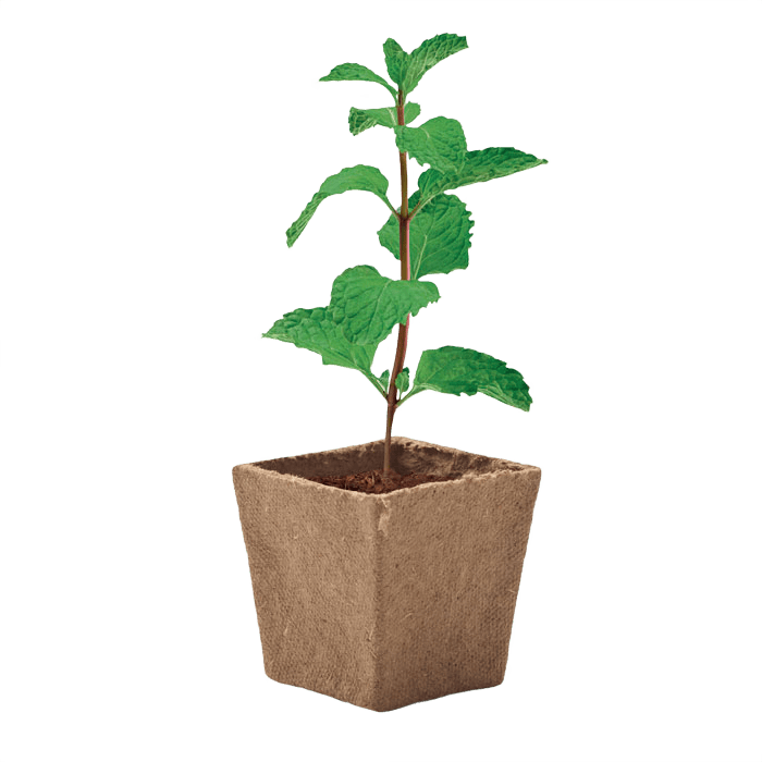 Mint seeds växtkits beige