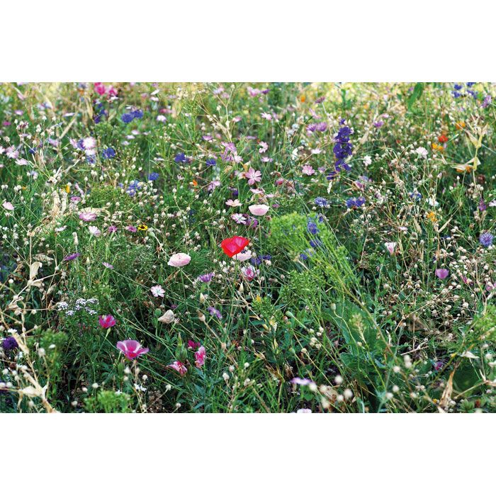 Flower mix seeds envelope beige