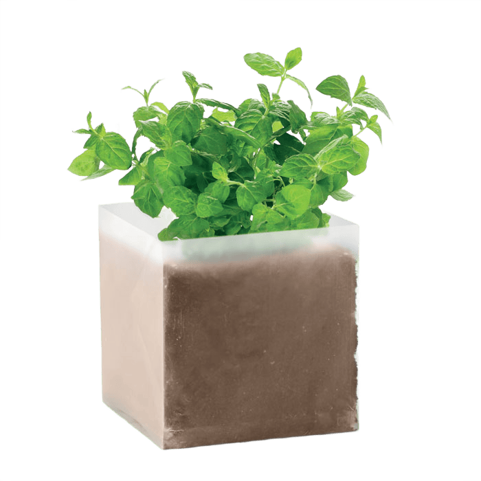 Kompost med mintfrön