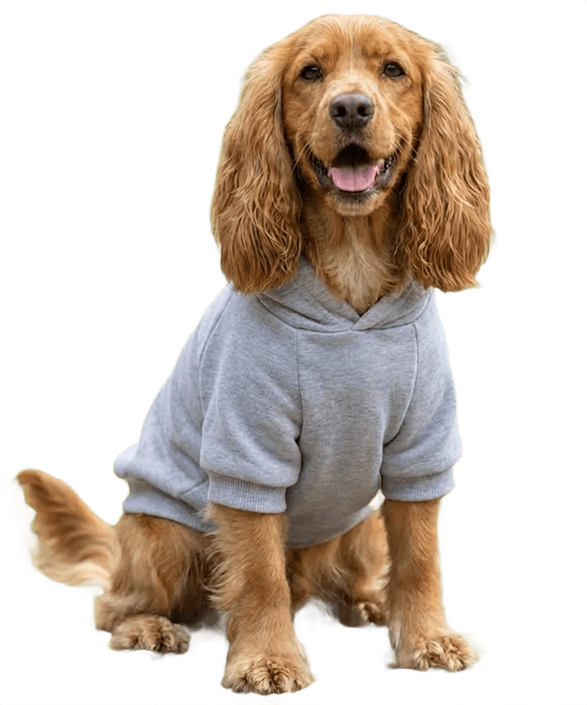 Hundens hoodie